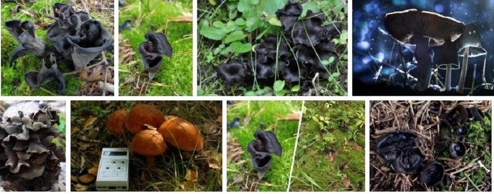 Черные грибы поглощают радиацию
